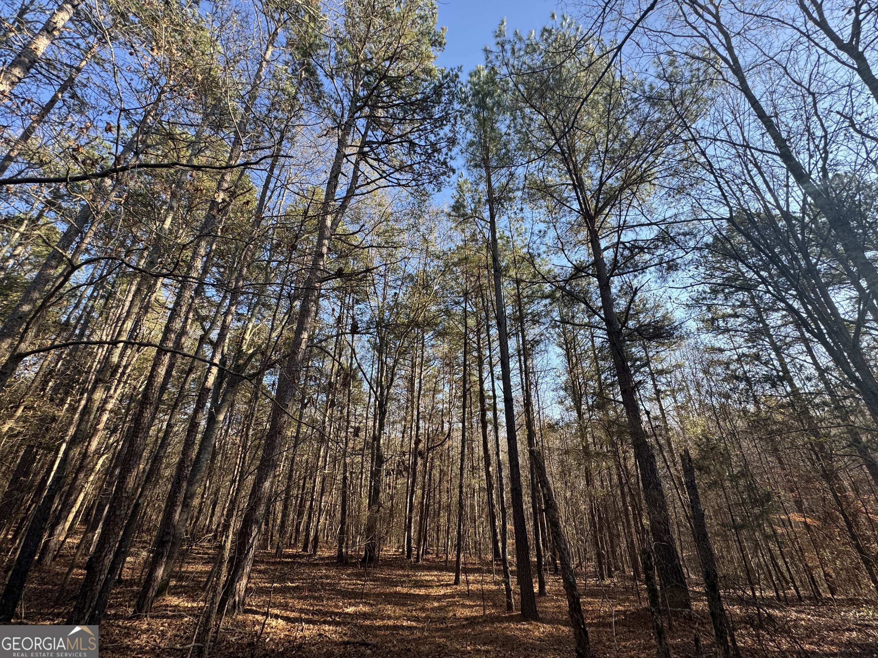 61 Highway 145 Eastanollee GA 30538
