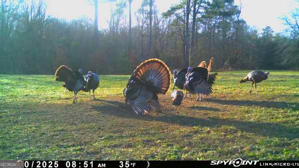6620 Jr Sims Road Irwinton GA 31042