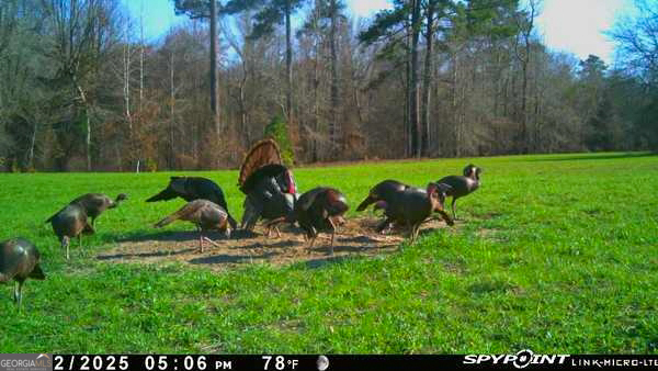 6620 Jr Sims Road Irwinton GA 31042