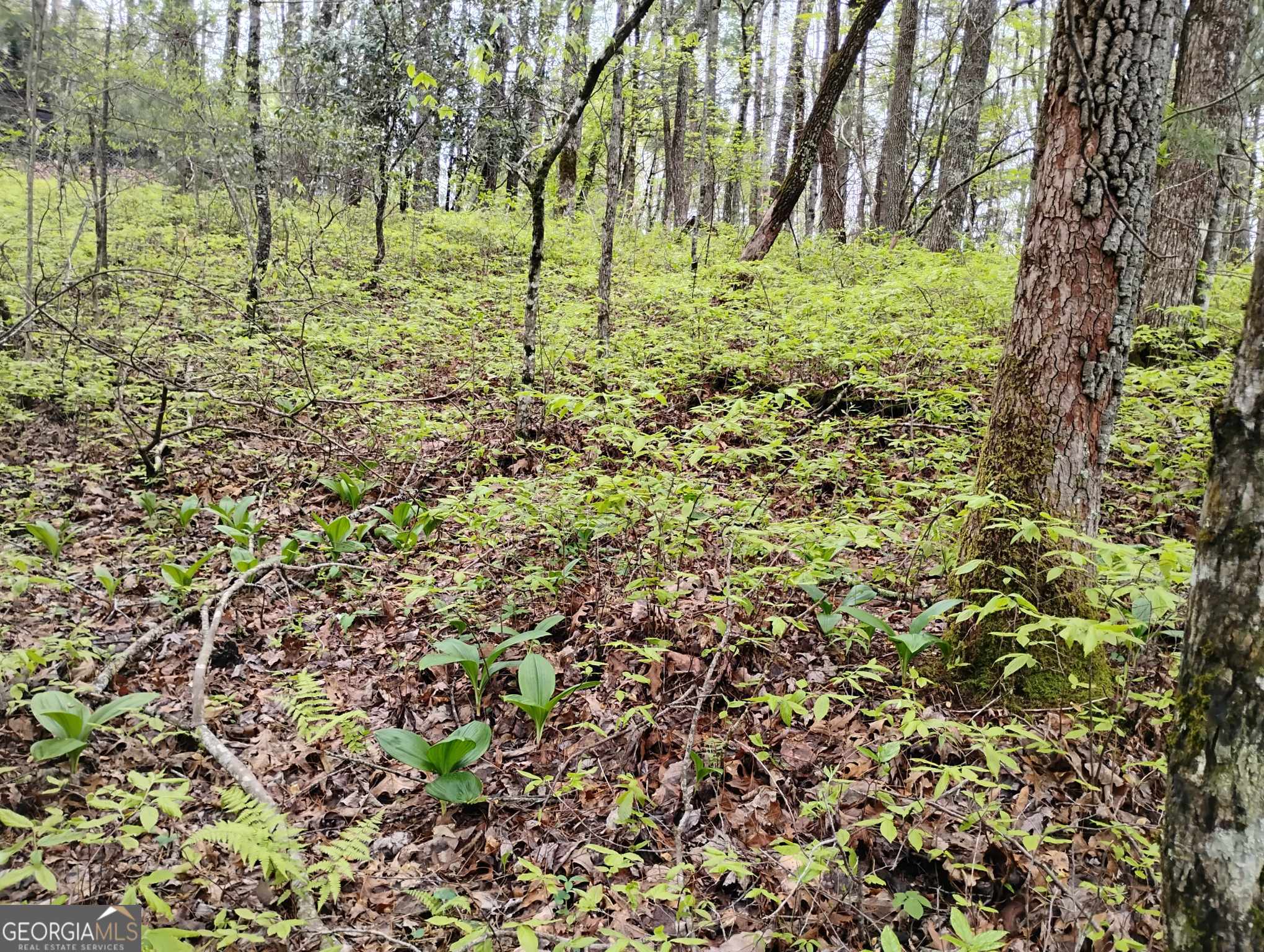 0 Rebel Circle Sky Valley GA 30537