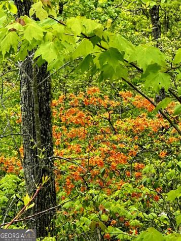 Lot 23 Blue Horizon Drive Blue Ridge GA 30513