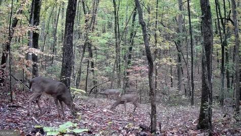 0 Pocket Road Whitwell TN 37397