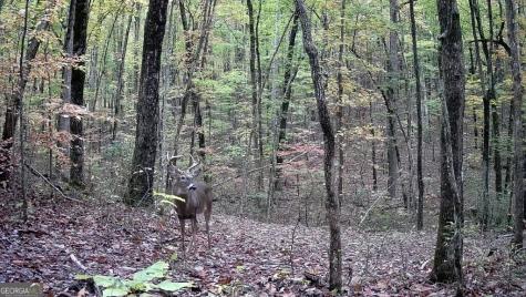 0 Pocket Road Whitwell TN 37397