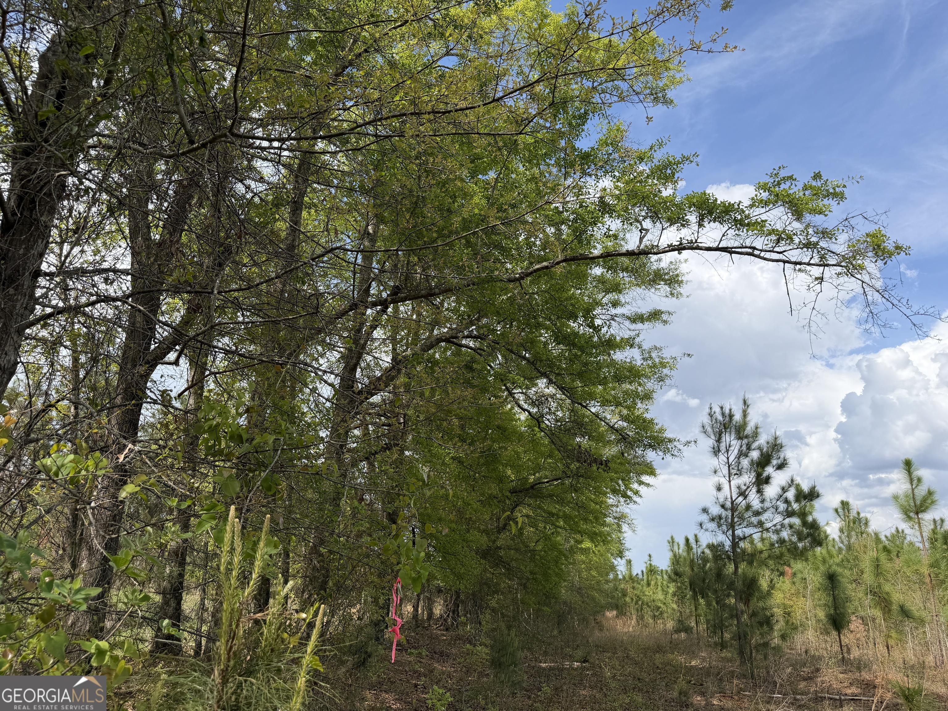 012 Barge Road Lumpkin GA 31815