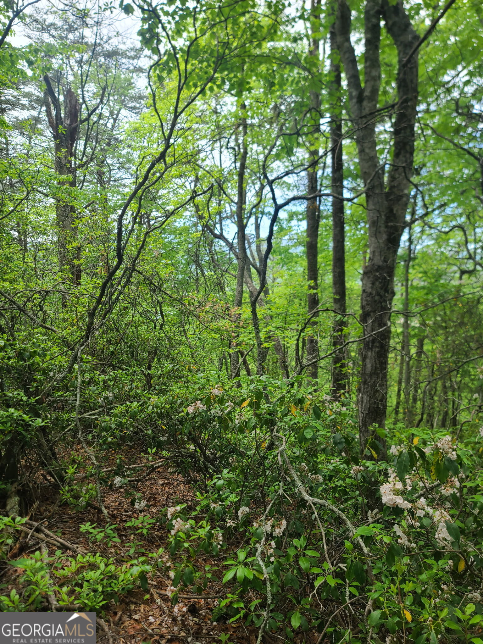 B Shake Hollow Rabun Gap GA 30568