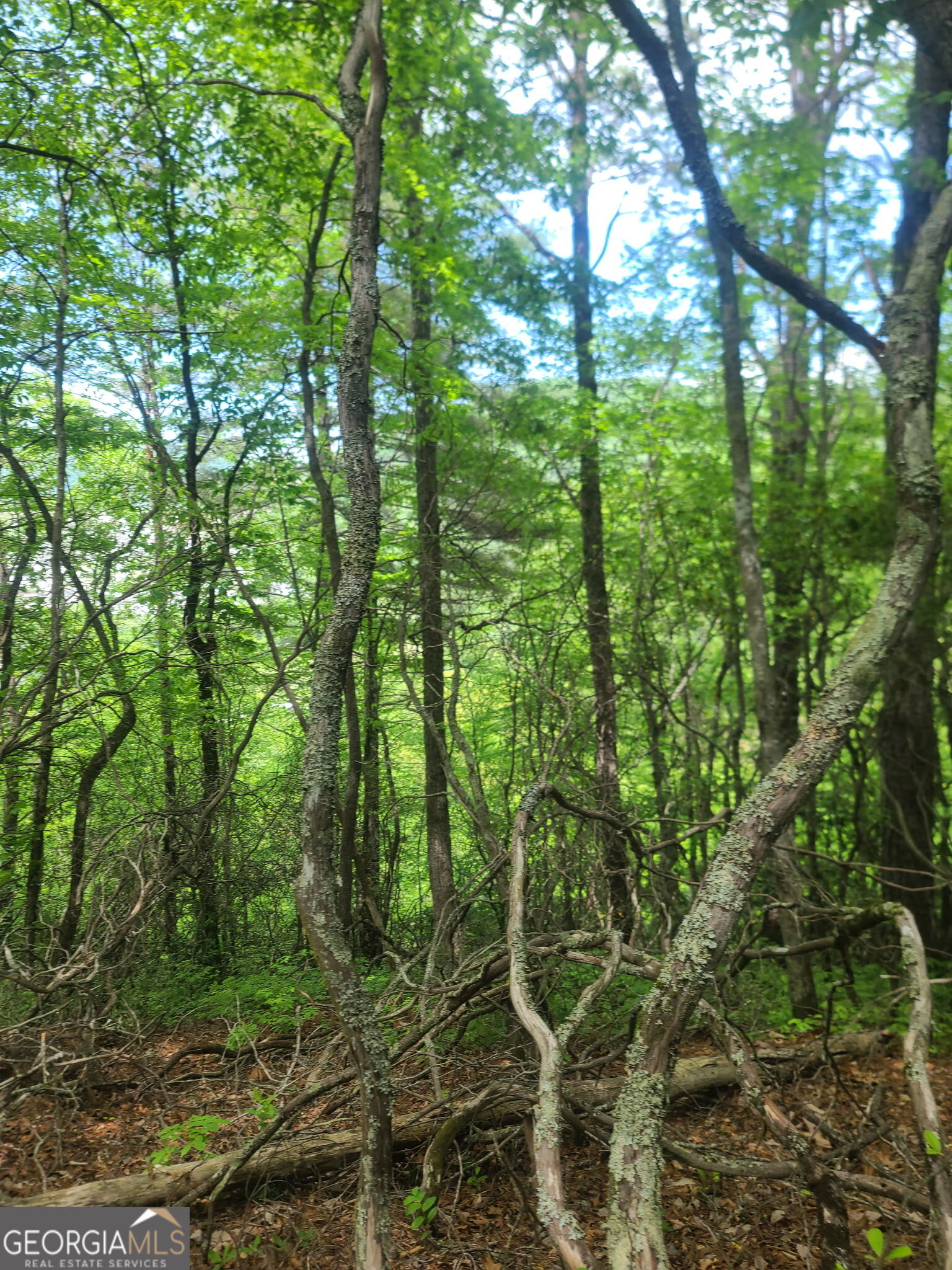 B Shake Hollow Rabun Gap GA 30568