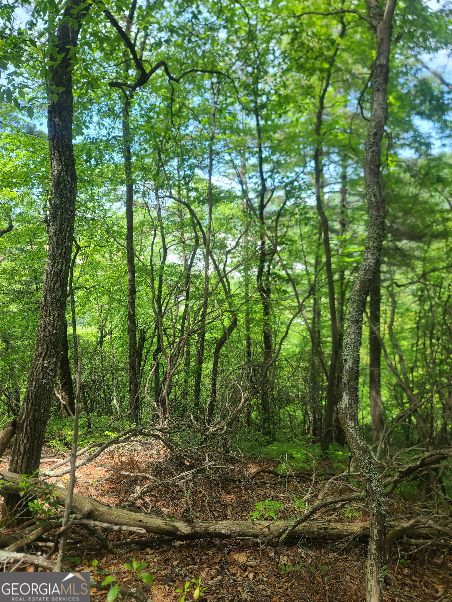B Shake Hollow Rabun Gap GA 30568