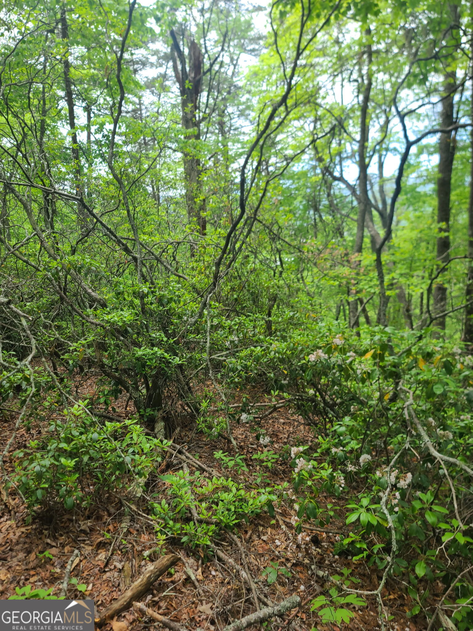 B Shake Hollow Rabun Gap GA 30568