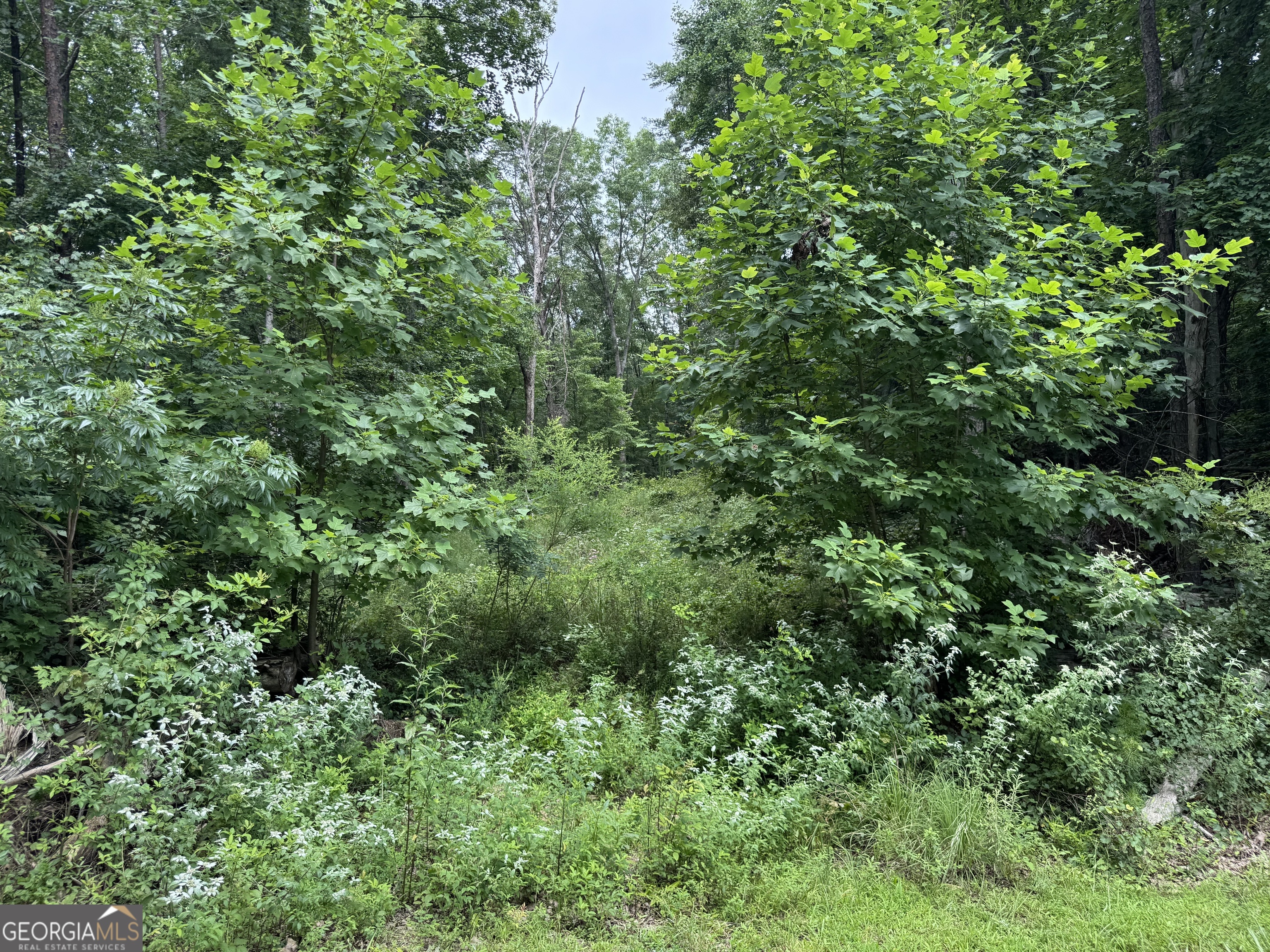 0 Owltown Road Ellijay GA 30536