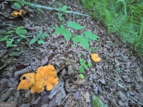 Lot 20 Mt Springer Road Ellijay GA 30540