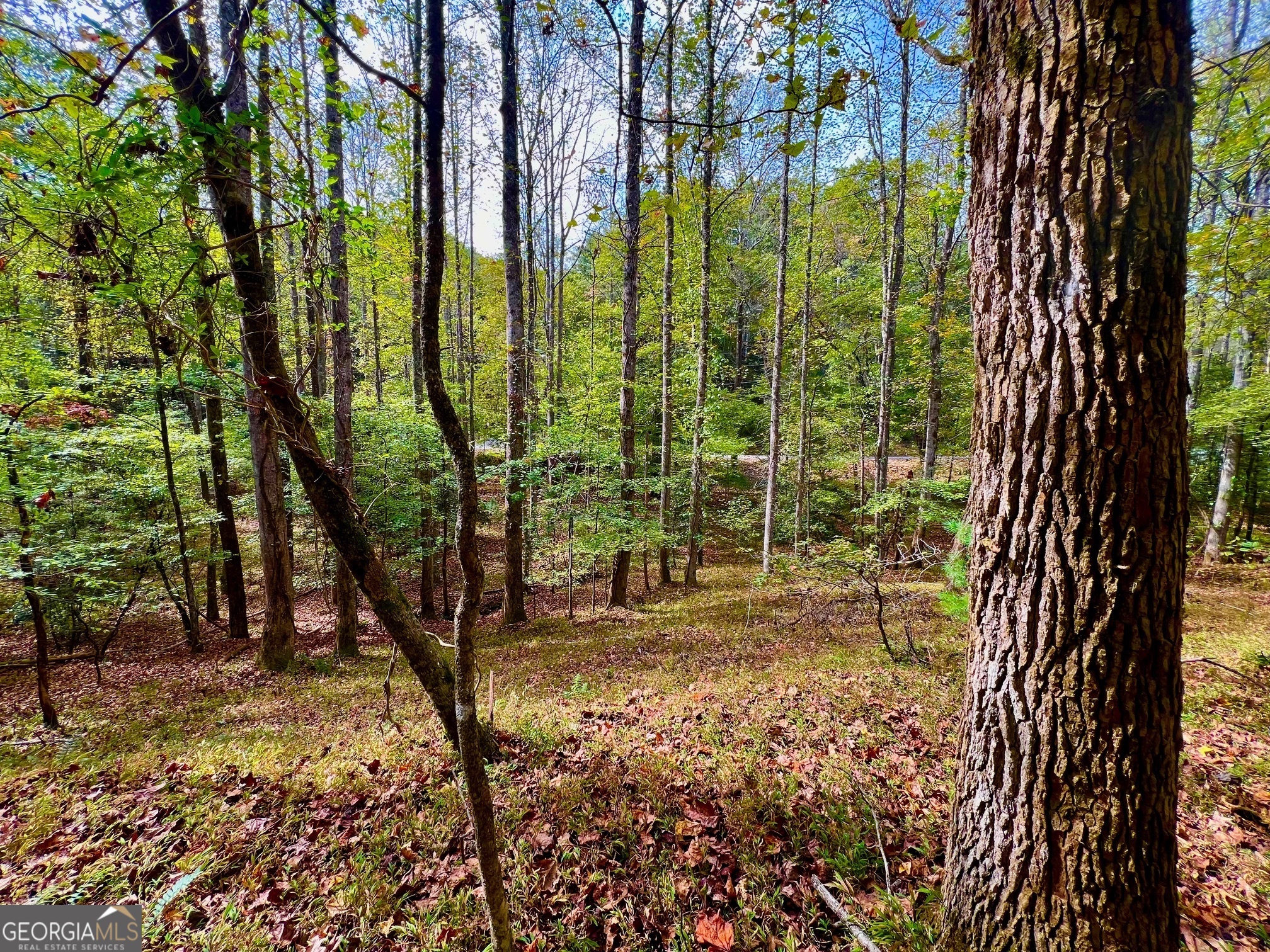 574 S Satsuma Court Ellijay GA 30540