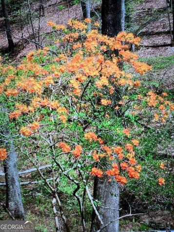 0 Long Branch Road Dahlonega GA 30533