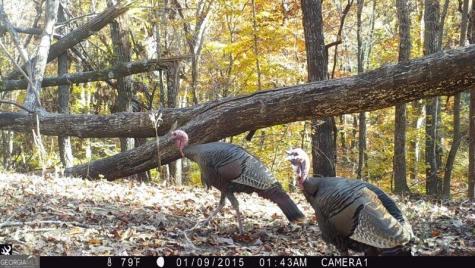 0 Long Branch Road Dahlonega GA 30533