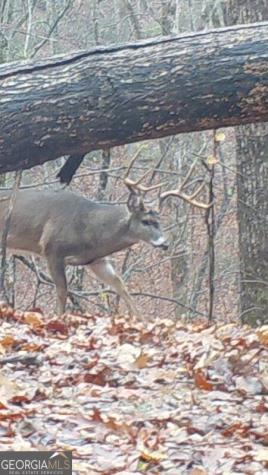 0 Long Branch Road Dahlonega GA 30533