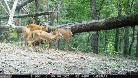 0 Long Branch Road Dahlonega GA 30533