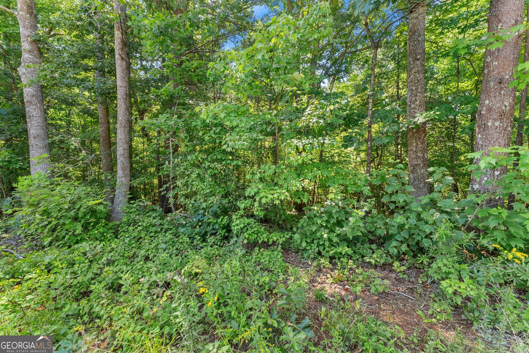 0 Highway 384 Cleveland GA 30528