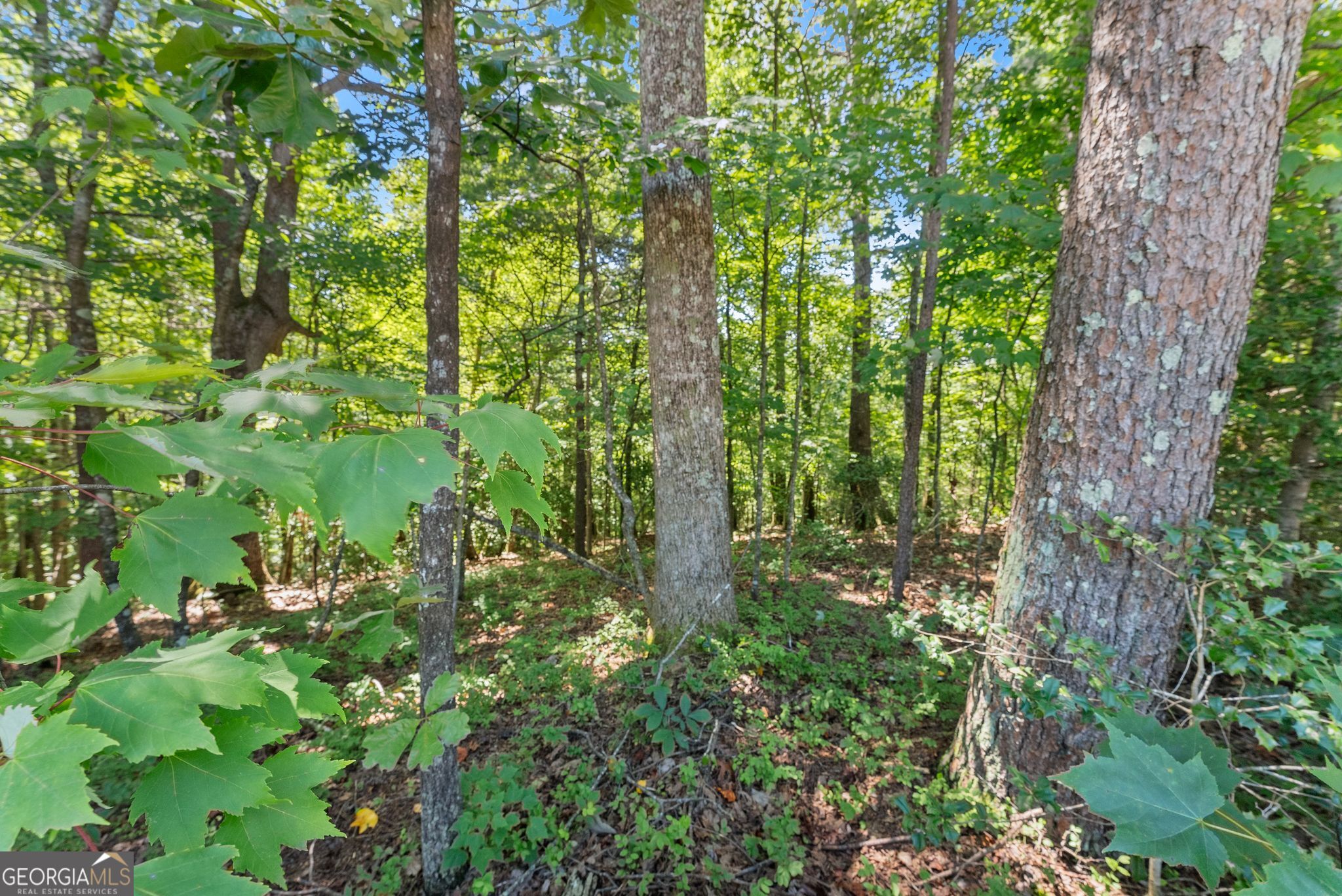 0 Highway 384 Cleveland GA 30528