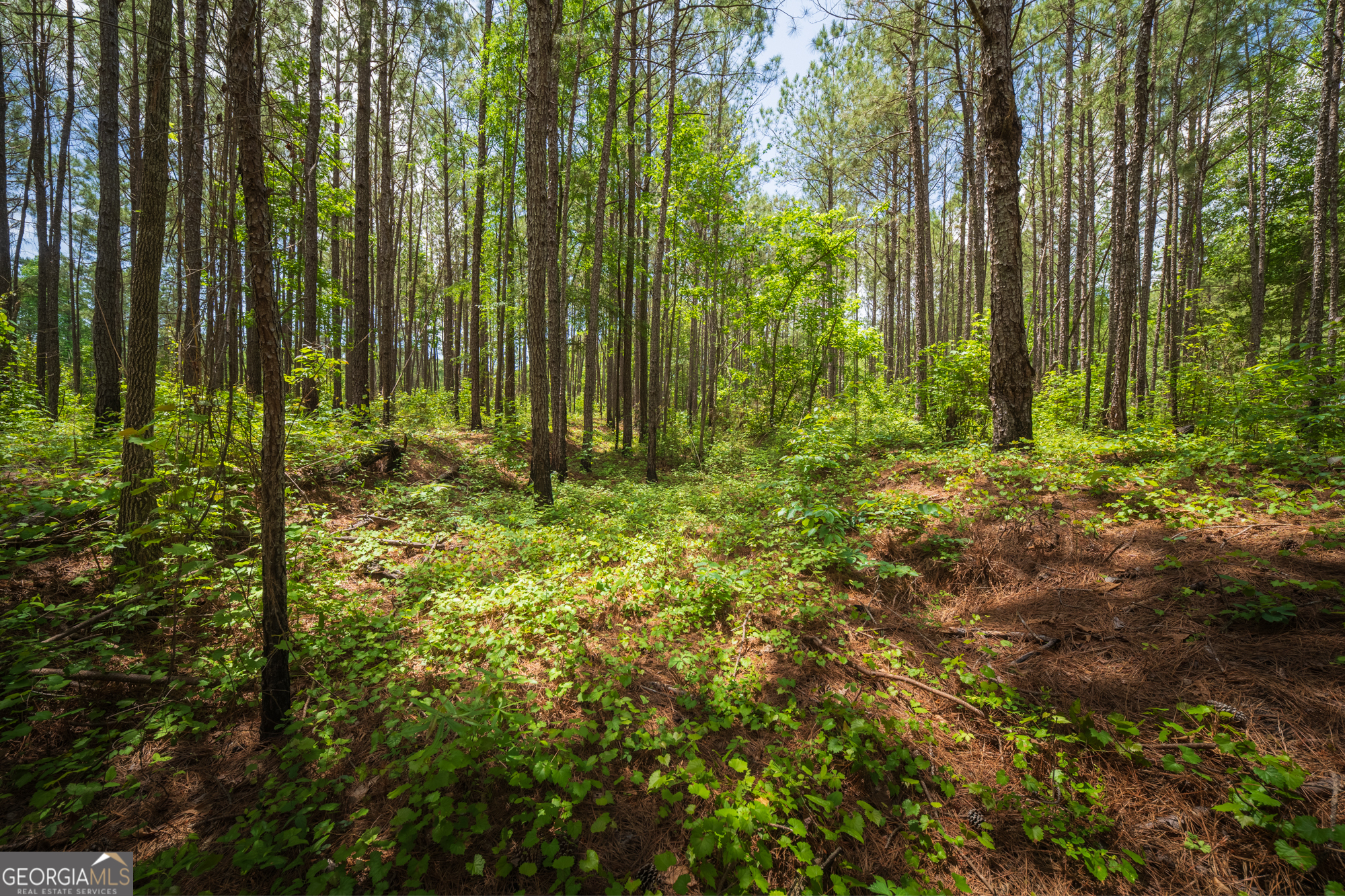 0 Old Haul Road Dry Branch GA 31020
