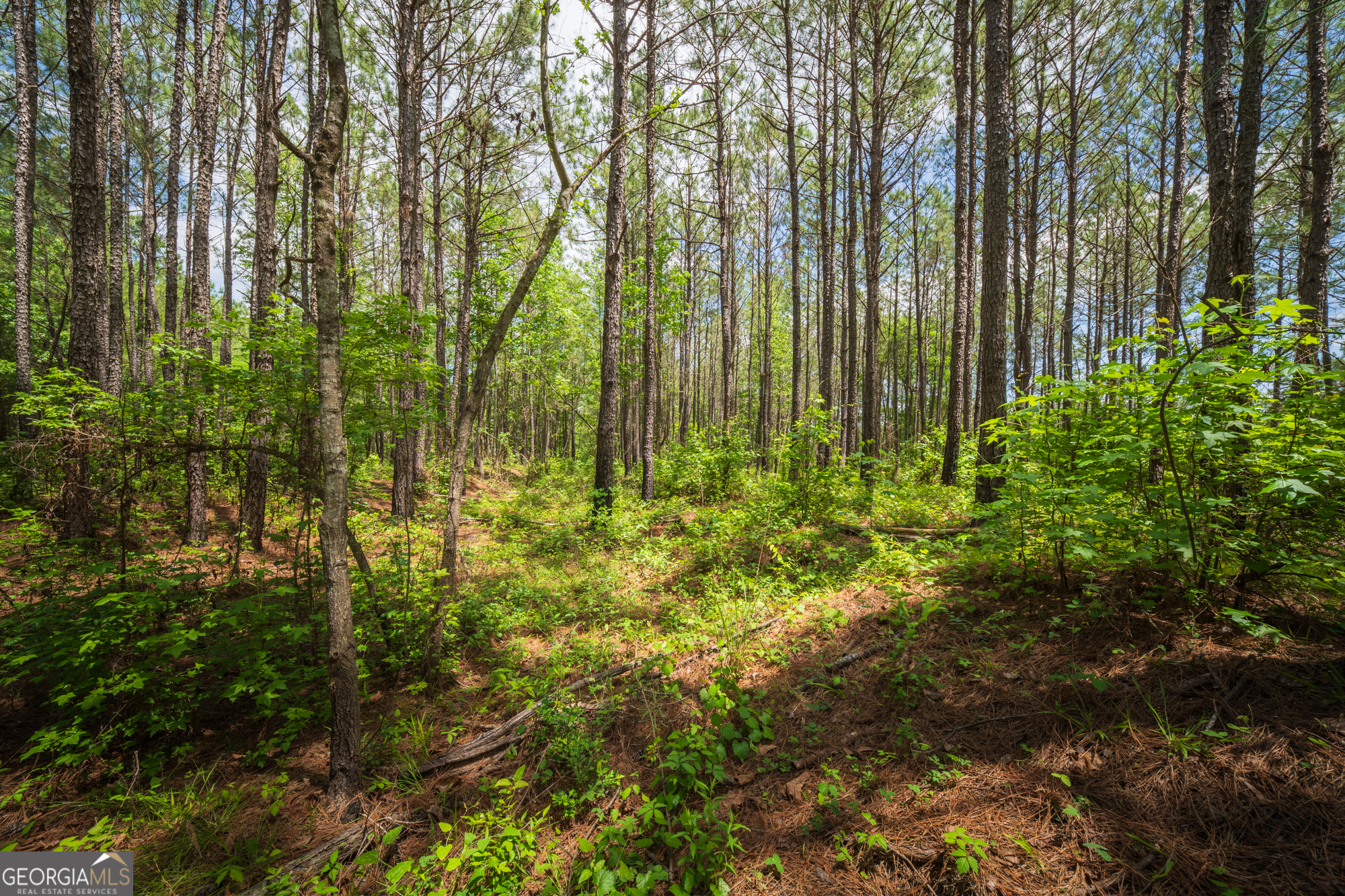 0 Old Haul Road Dry Branch GA 31020
