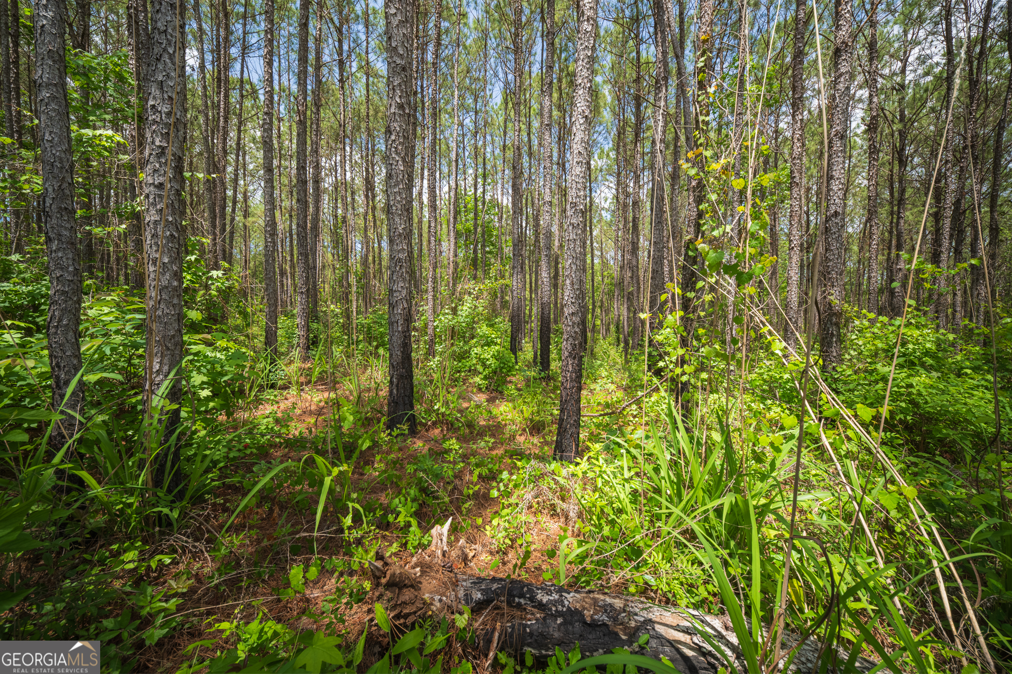 0 Old Haul Road Dry Branch GA 31020