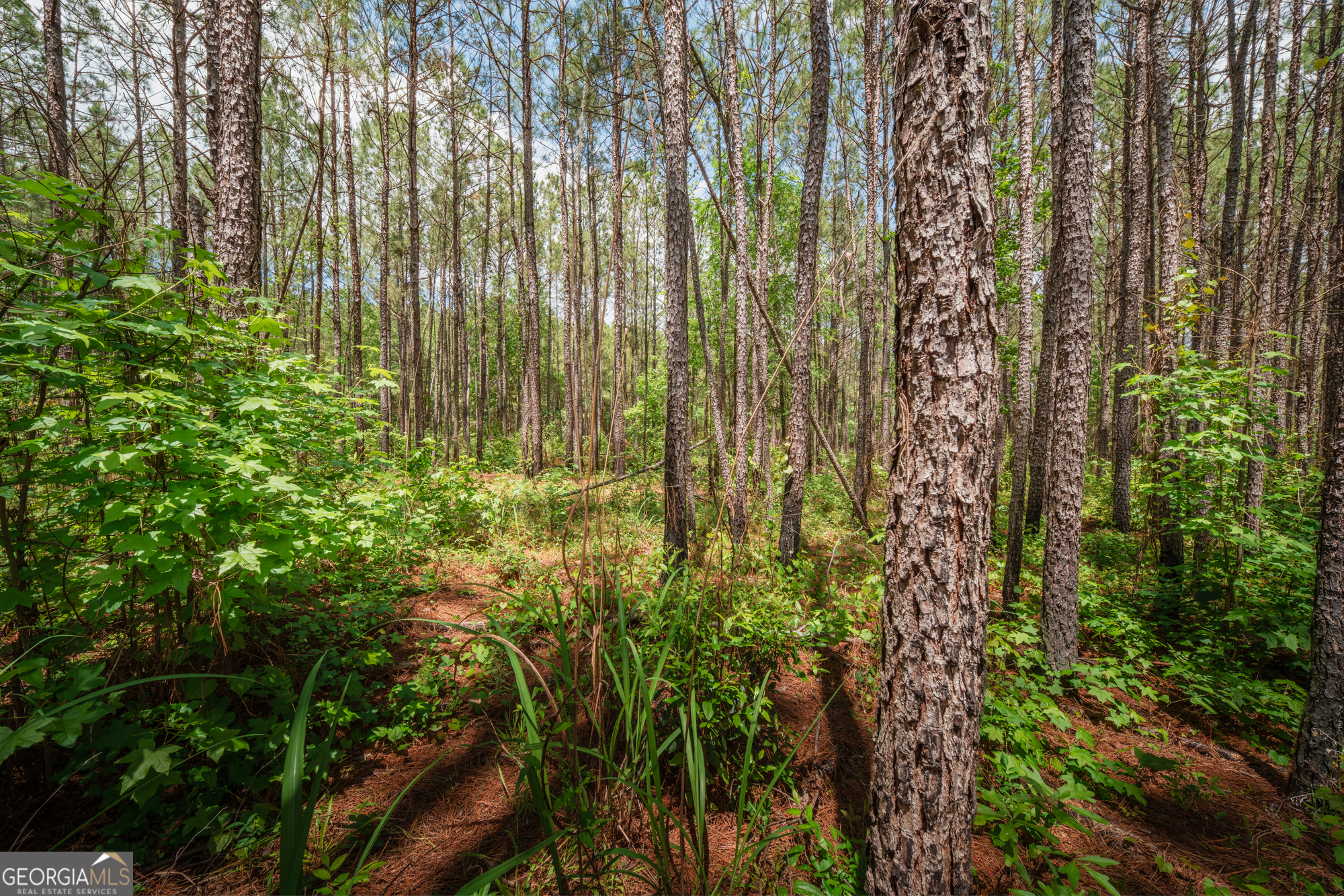 0 Old Haul Road Dry Branch GA 31020