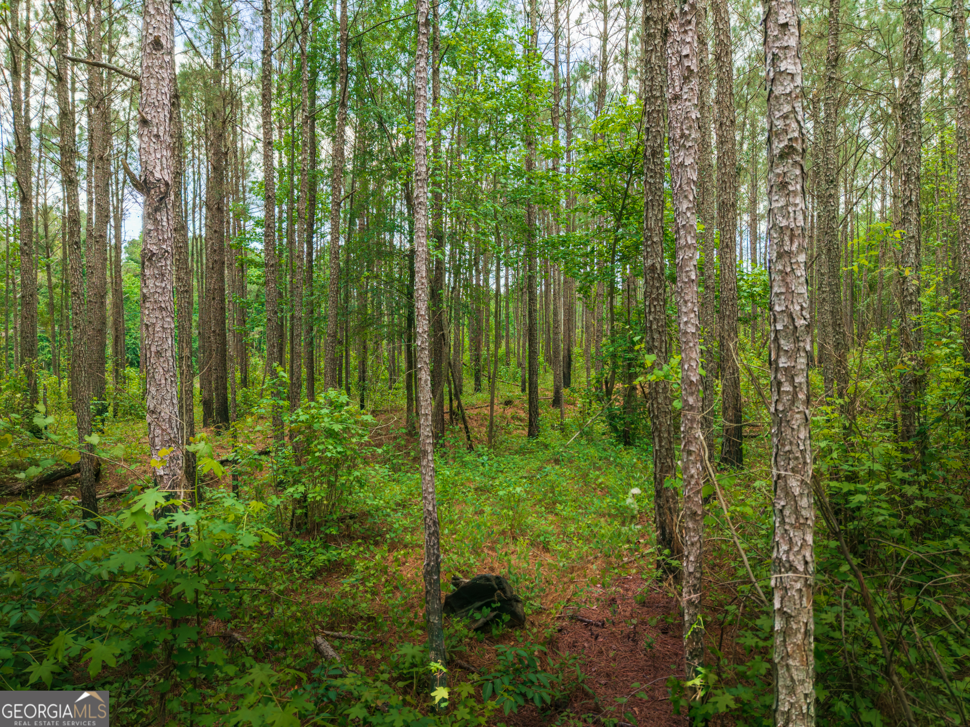 0 Old Haul Road Dry Branch GA 31020