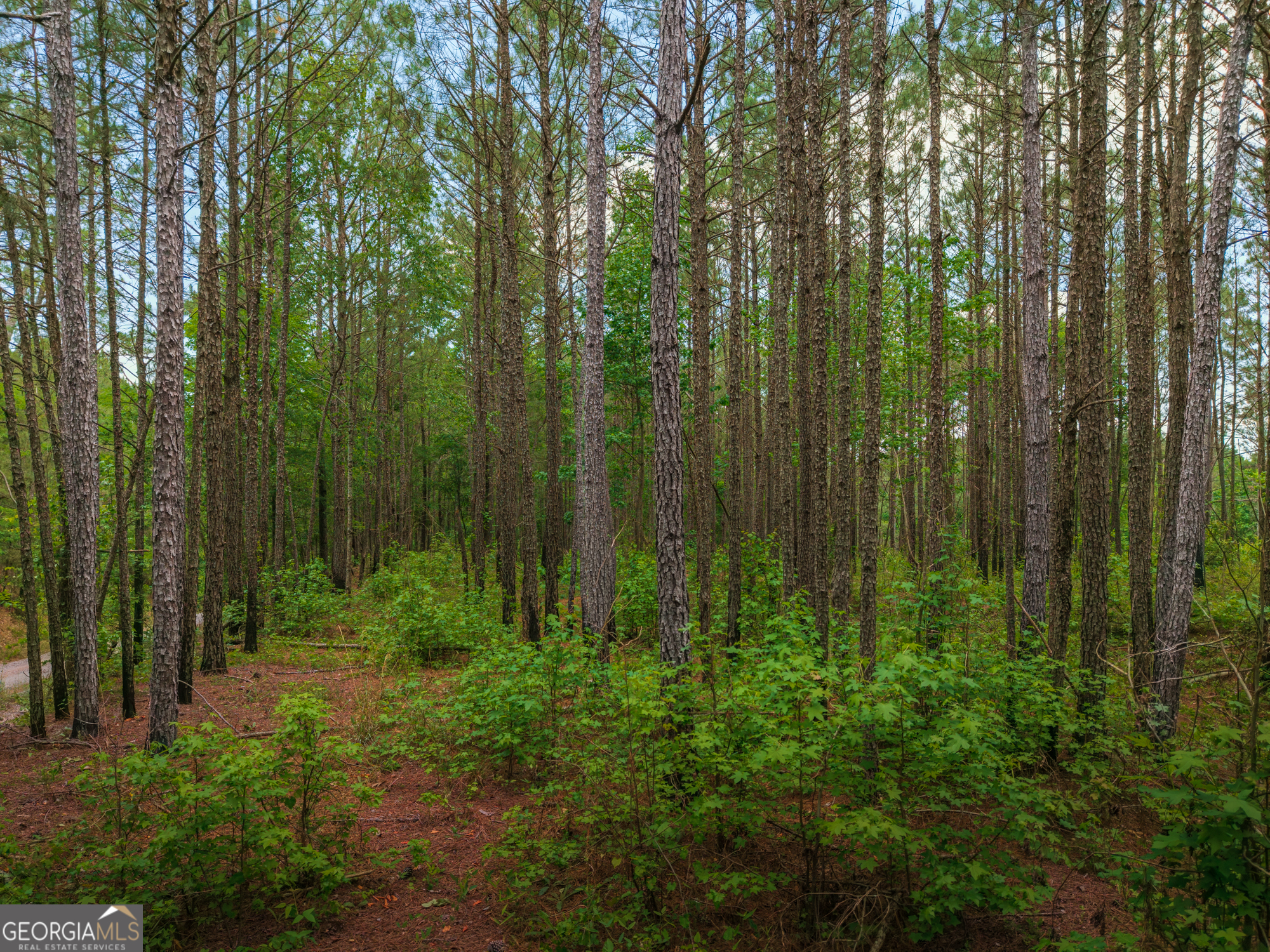 0 Old Haul Road Dry Branch GA 31020