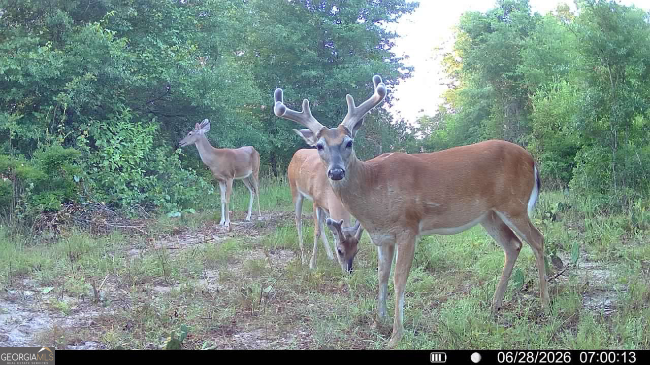 0 Wooten Road Cuthbert GA 39840