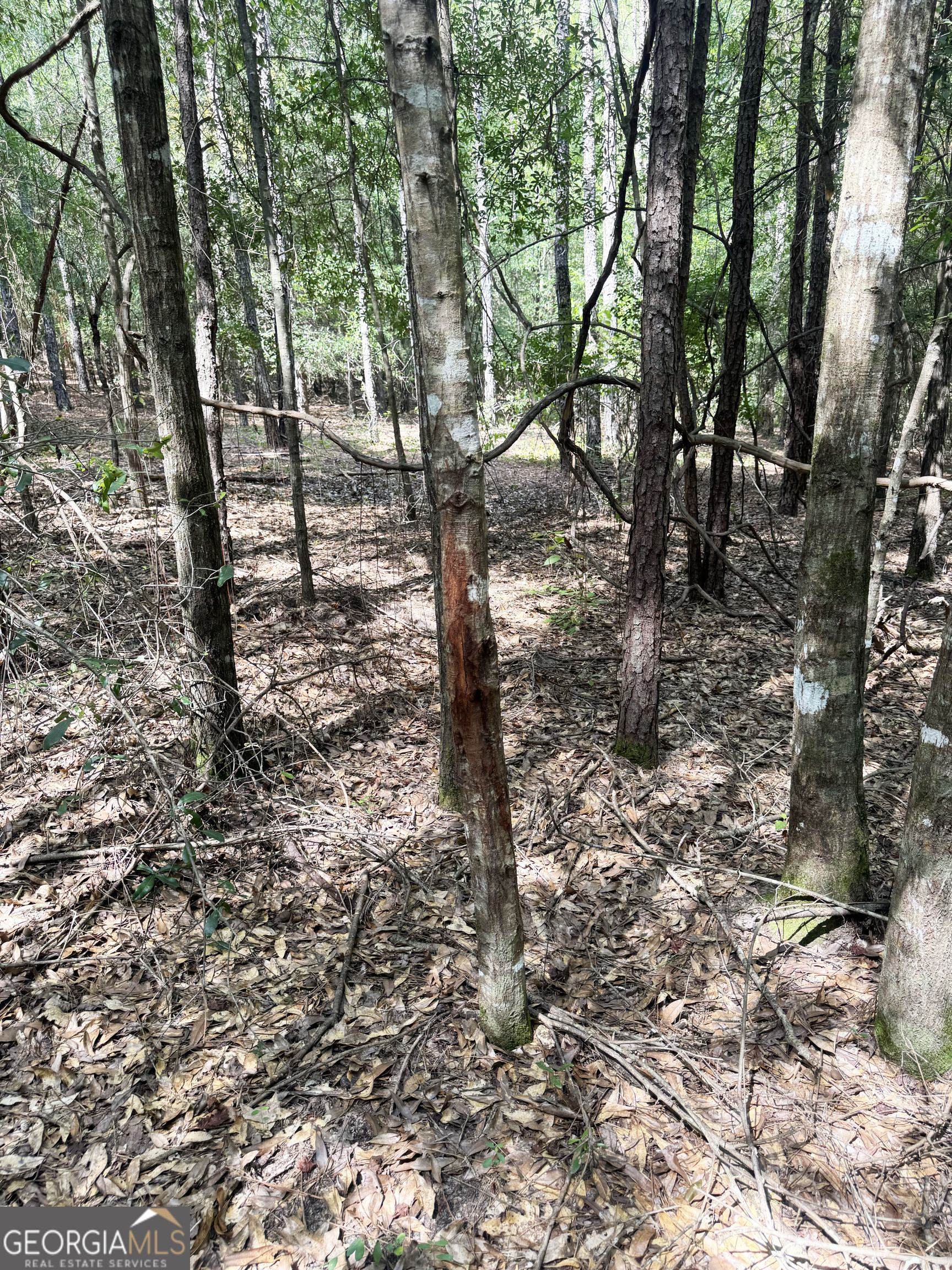 0 Wooten Road Cuthbert GA 39840
