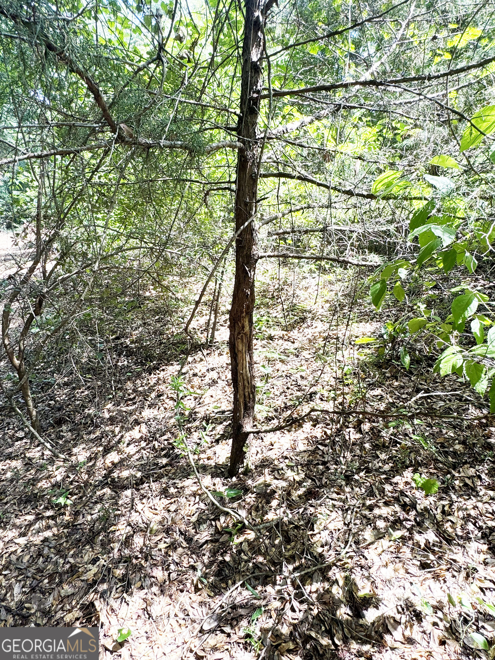 0 Wooten Road Cuthbert GA 39840