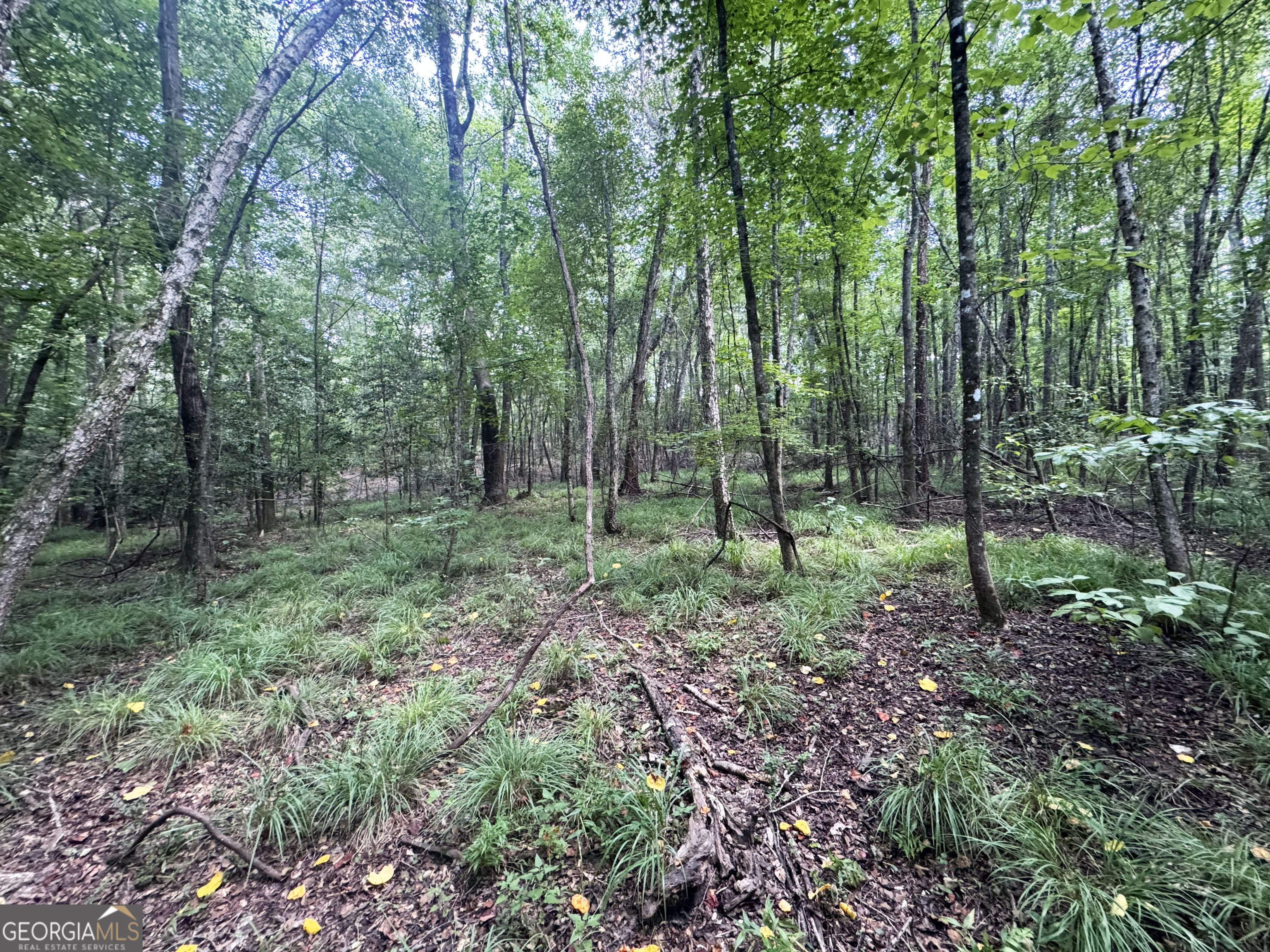 0 Wooten Road Cuthbert GA 39840