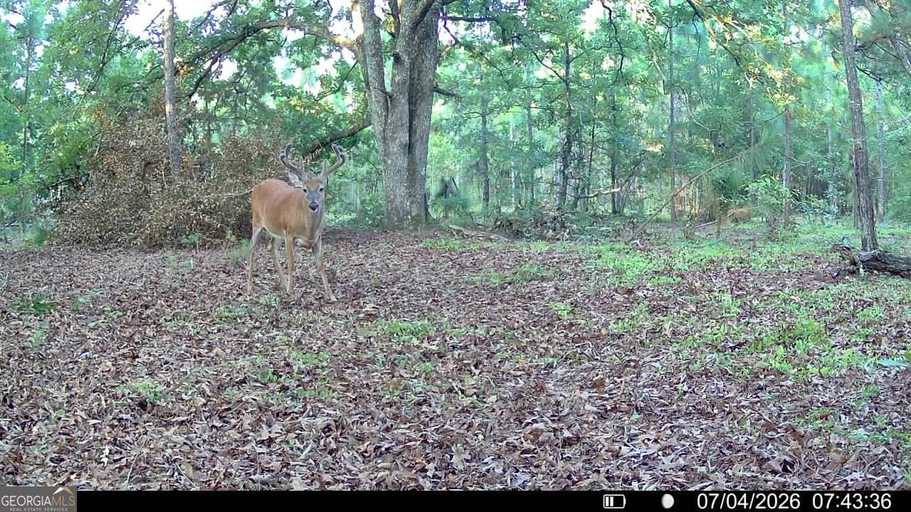 0 Wooten Road Cuthbert GA 39840