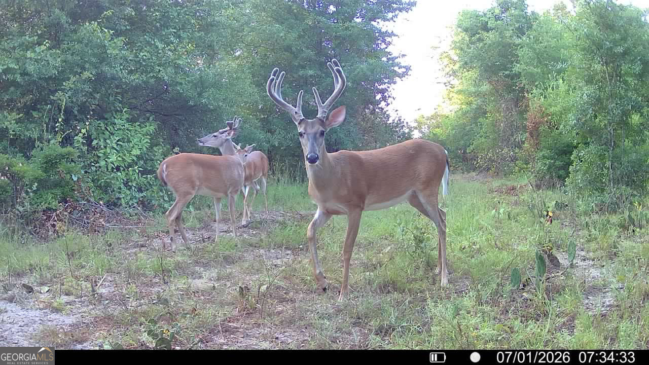 0 Wooten Road Cuthbert GA 39840