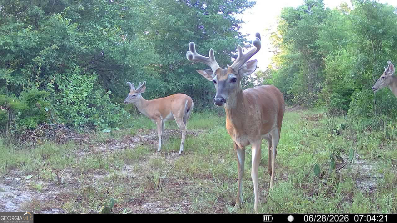 0 Wooten Road Cuthbert GA 39840