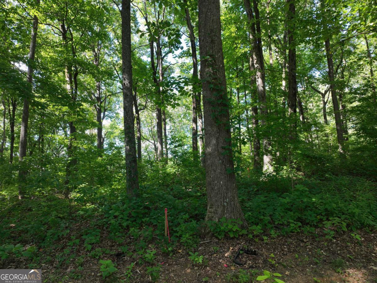 31 Highline Drive Ellijay GA 30536