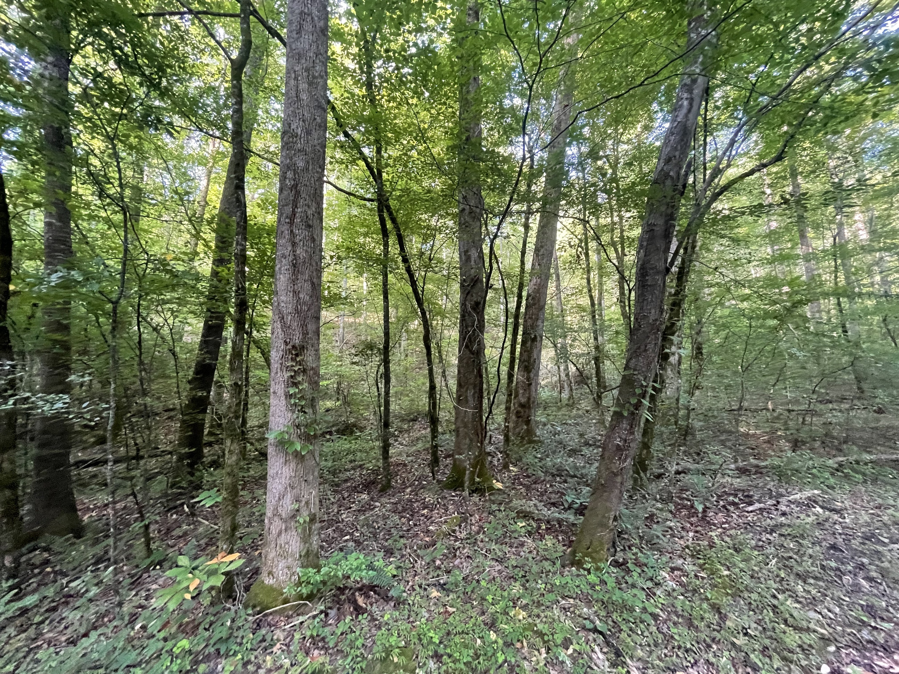 730 Nettle Lane Ranger GA 30734