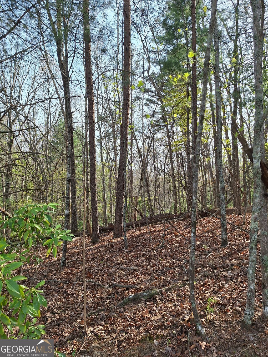 0 Mull Lane Circle Morganton GA 30560