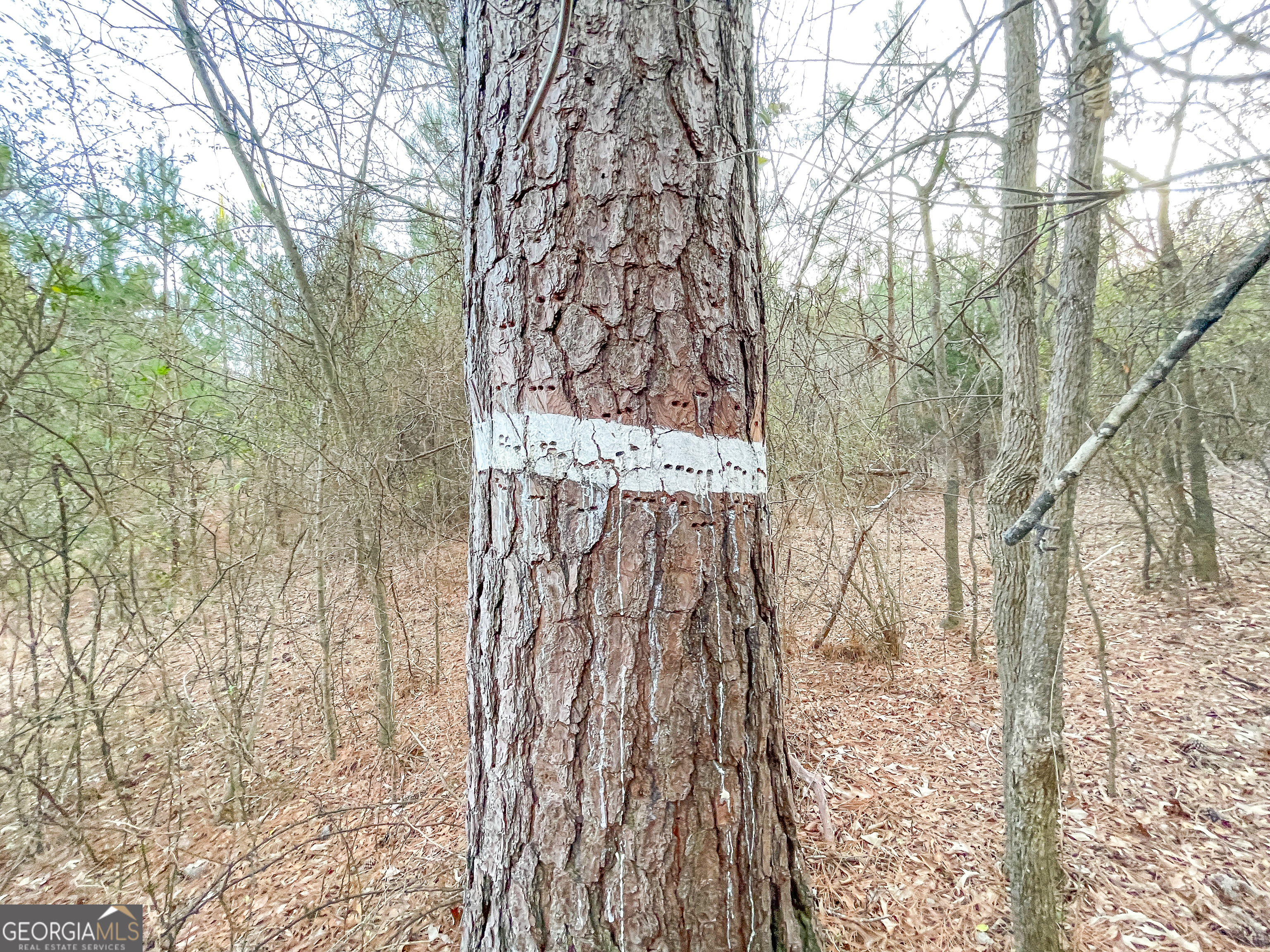 91 +/- Acres On Fosters Mill Road (GA Highway 100) Cave Spring GA 30124