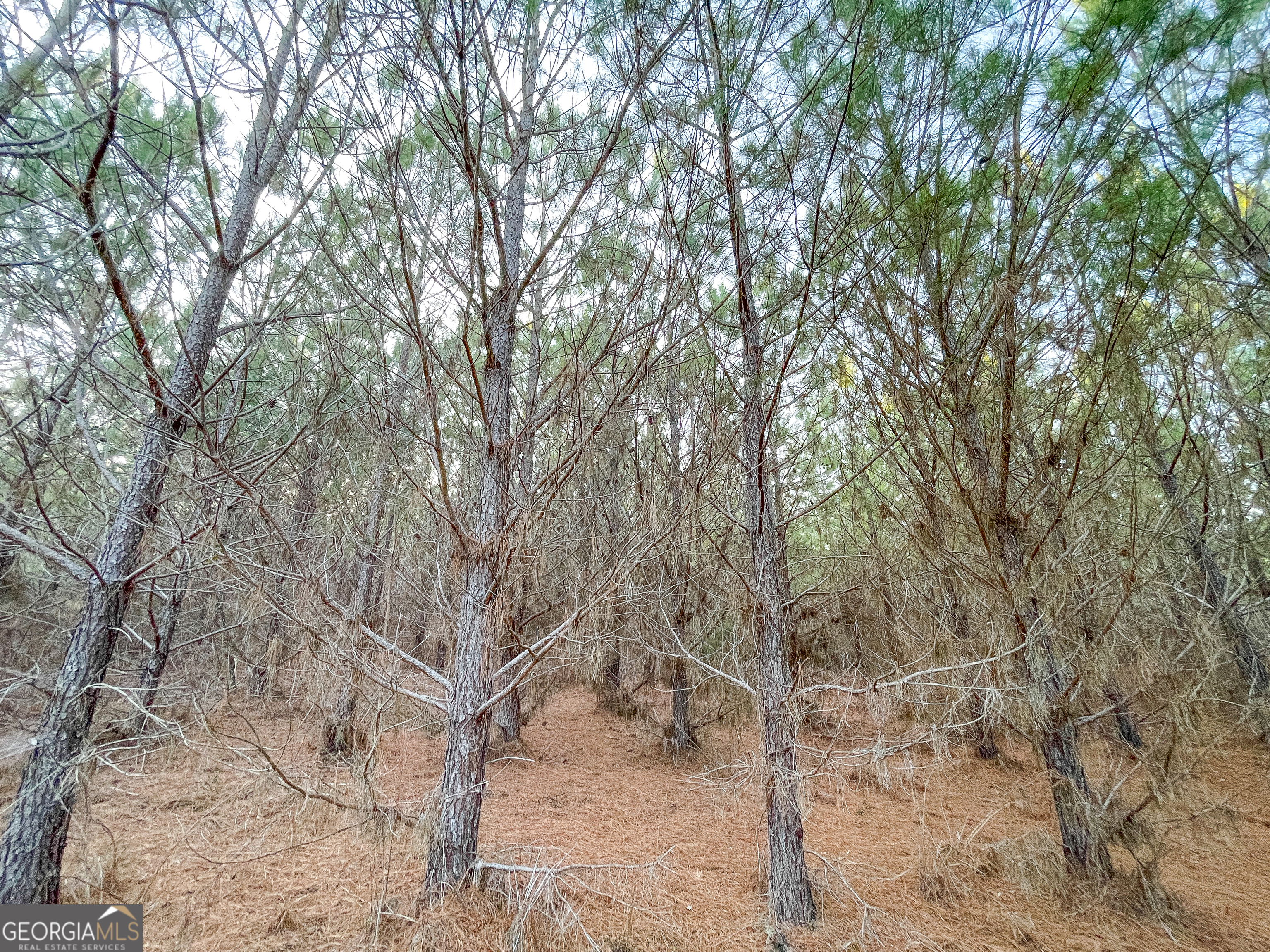 91 +/- Acres On Fosters Mill Road (GA Highway 100) Cave Spring GA 30124