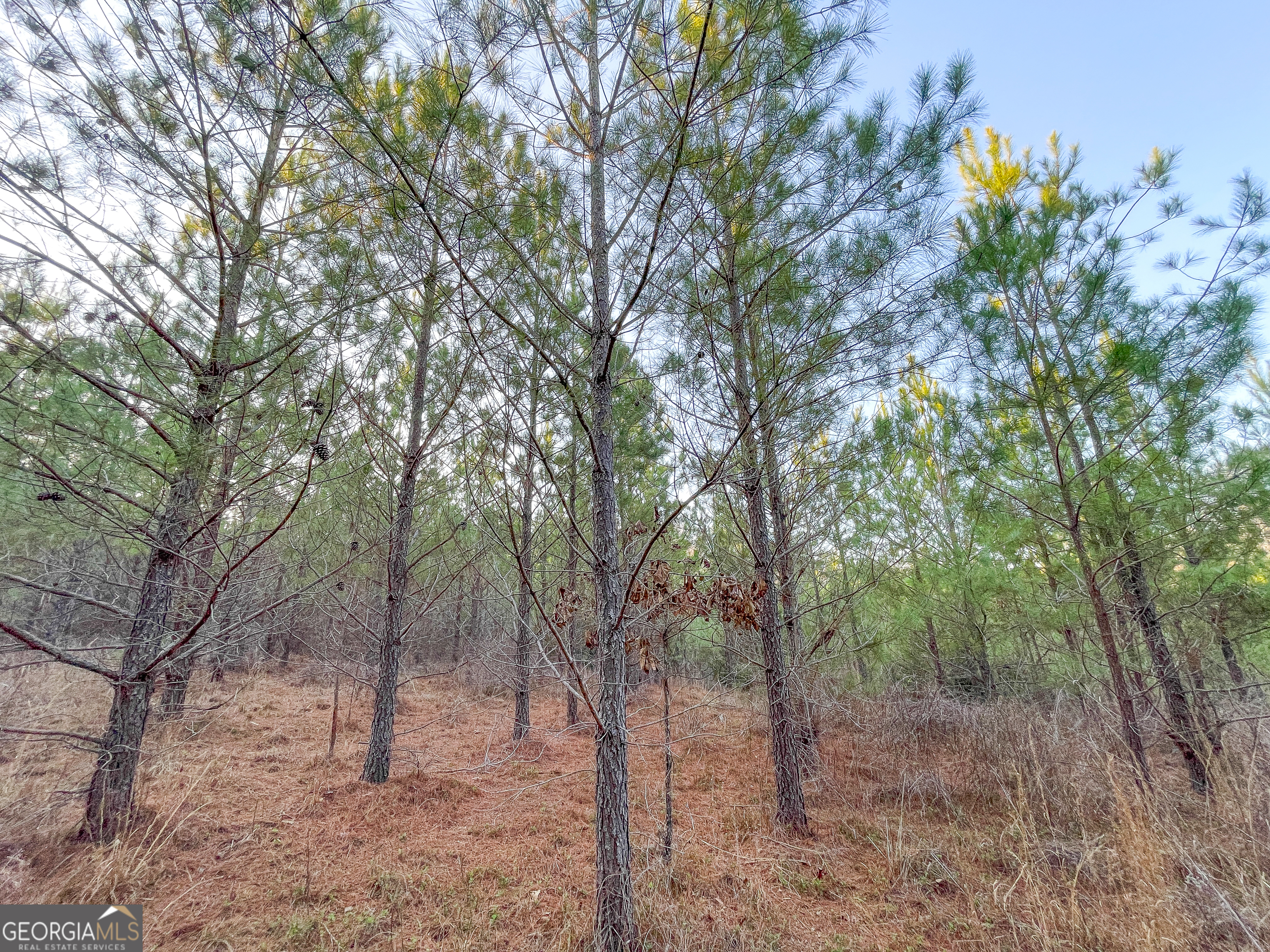 91 +/- Acres On Fosters Mill Road (GA Highway 100) Cave Spring GA 30124