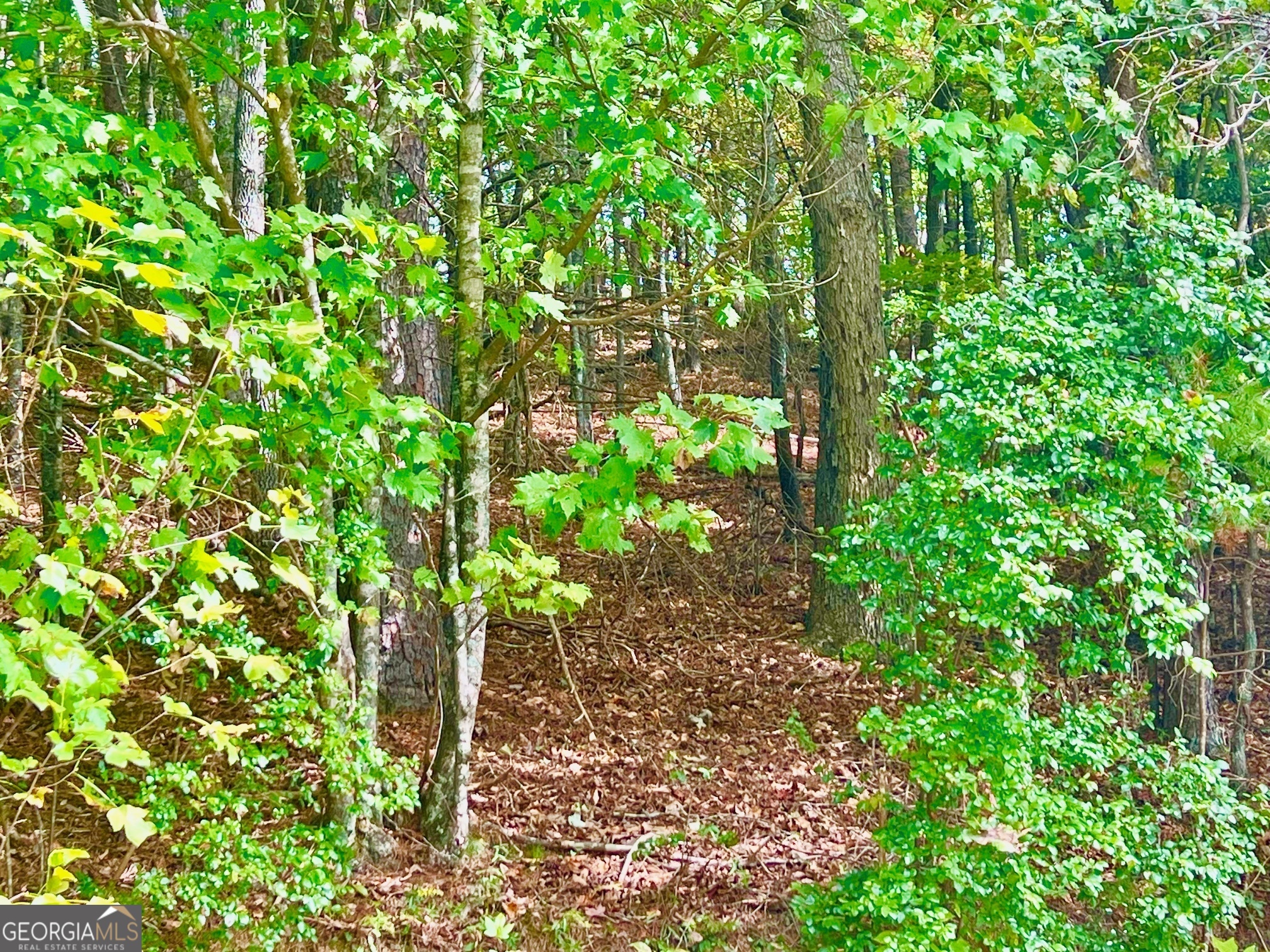 12 Cherokee Drive Ellijay GA 30540