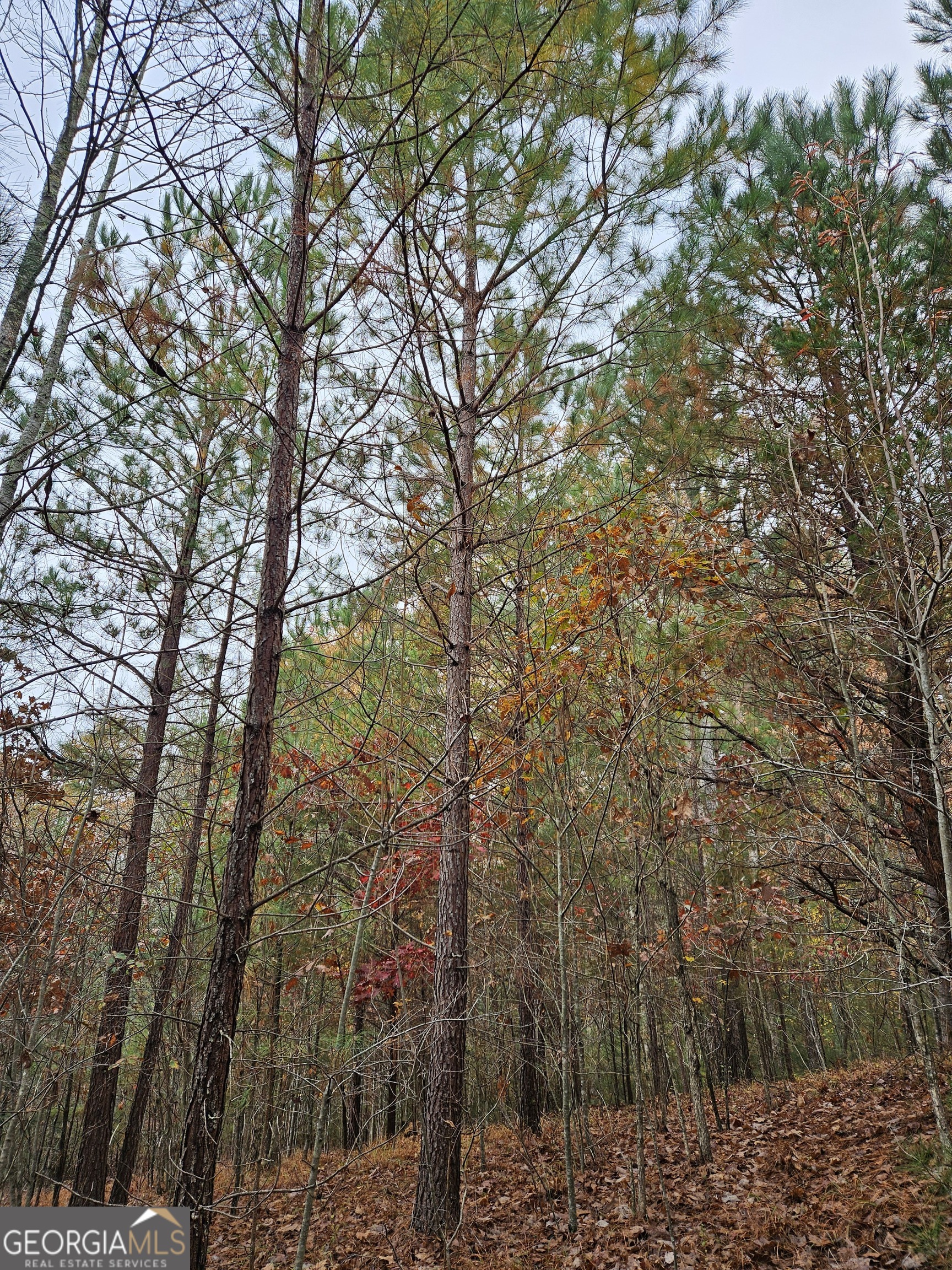 0 The Hills Lane Blairsville GA 30512