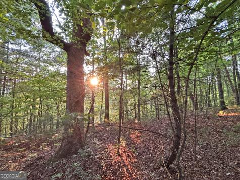 LOTS1920 Mt. Springer Road Ellijay GA 30540