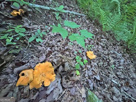 LOTS1920 Mt. Springer Road Ellijay GA 30540