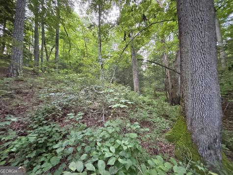 LOTS1920 Mt. Springer Road Ellijay GA 30540
