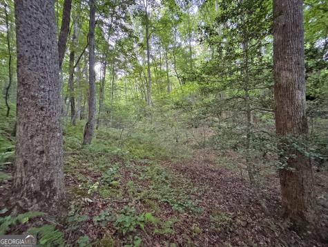 LOTS1920 Mt. Springer Road Ellijay GA 30540