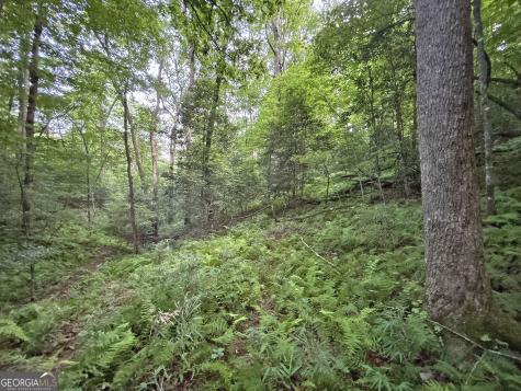 LOTS1920 Mt. Springer Road Ellijay GA 30540