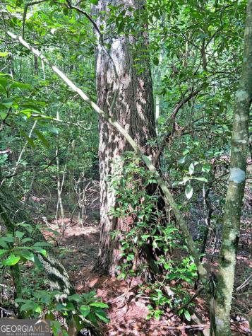10.59AC T S Jarrard Road Dahlonega GA 30533