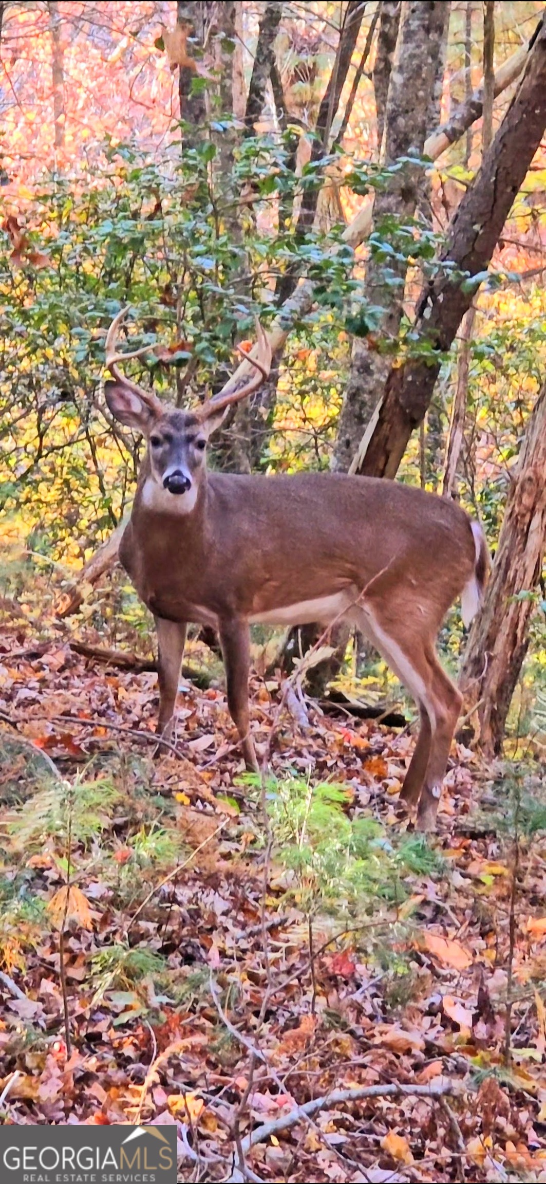 Lot 3 Gold Ridge Trail Cherry Log GA 30522