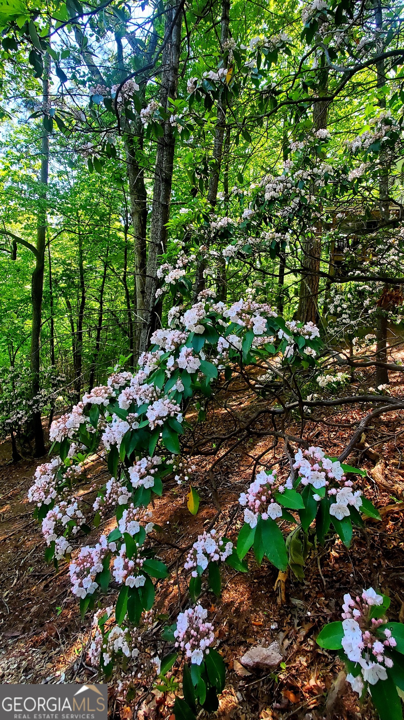 Lot 3 Gold Ridge Trail Cherry Log GA 30522